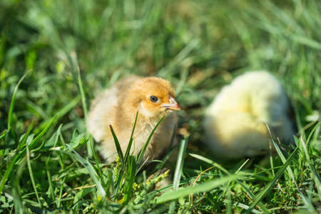 Two little chickens in the grassの写真素材