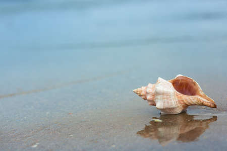 big shell on the beachの写真素材