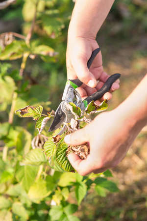 Man cuts off the raspberries in the gardenの写真素材