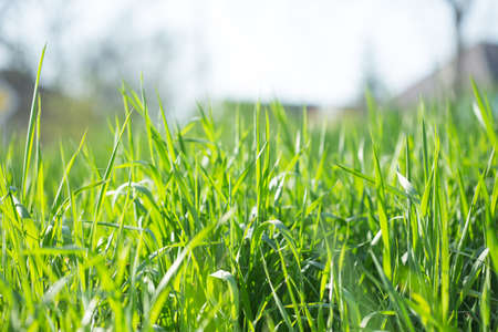 Fresh green grass on the field