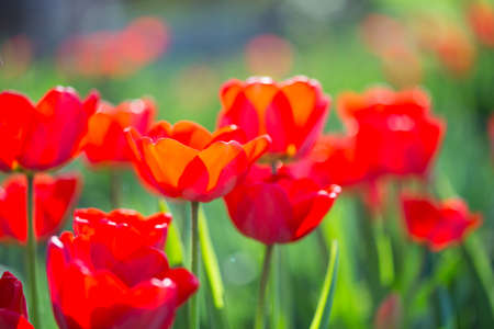 Red tulips on the flowerbedの写真素材