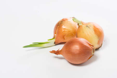 onions on a white background