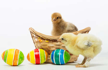 Little chicks and Easter eggs on white backgroundの写真素材
