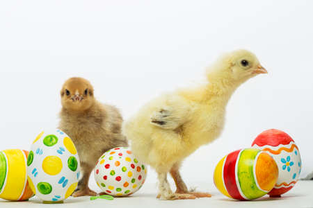 Little chicks and Easter eggs on white backgroundの写真素材