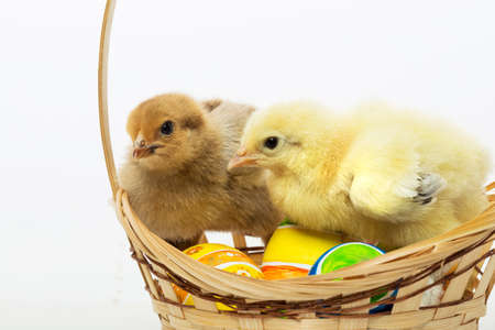 Little chicks and Easter eggs on white backgroundの写真素材