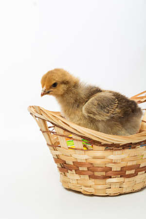 Little chicks and Easter eggs on white backgroundの写真素材