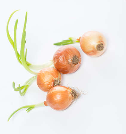 onions on a white backgroundの写真素材