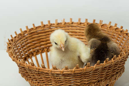 Small chickens in a basket white background