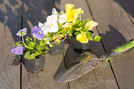 Viollet seedlings of flowers in the garden, pansy flowers eyesの写真素材