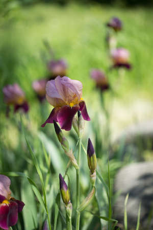 Beautiful flowers of lilac irisの写真素材