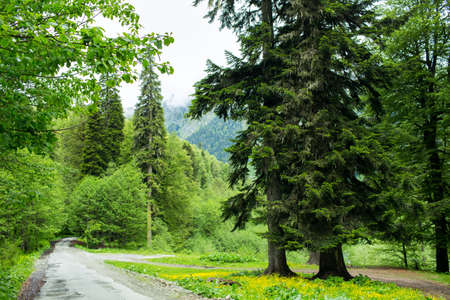 Forest and tall firs. Abkhazia.の写真素材