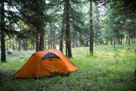Tent in the forest among the treesの写真素材