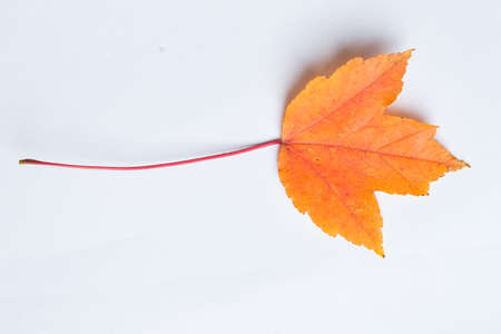Autumn leaves on a white backgroundの写真素材