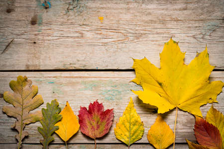 Autumn leaves on wooden boards, background of autumn