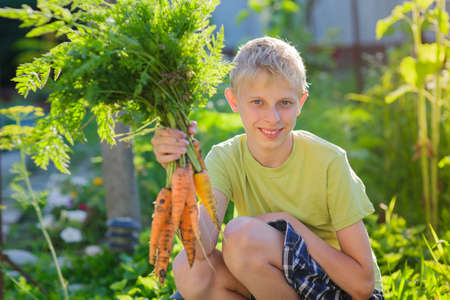 Boy teen with a bunch of carrots in the gardenの写真素材