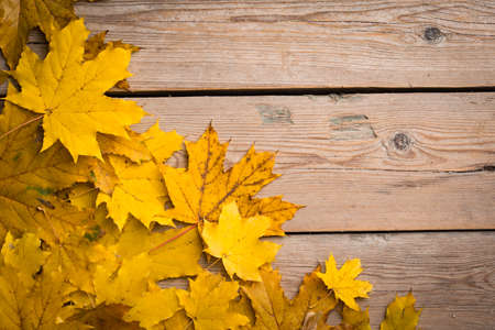 Autumn leaves on wooden boards, background of autumnの写真素材