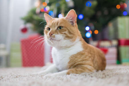 Red cat in the room with Christmas fir.の写真素材