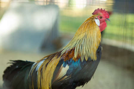 Beautiful big cock in a contact zooの写真素材