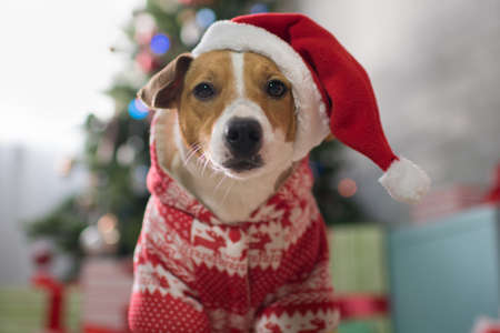 Dog breed Jack Russell under the Christmas tree in the room, Happy Christmas!の写真素材