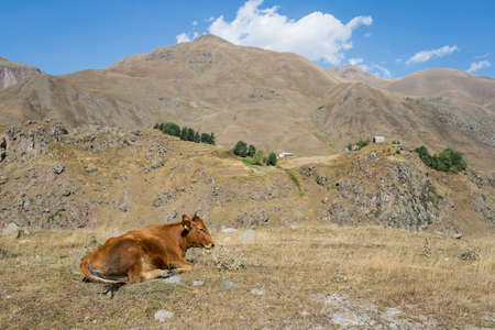 Cow graze in the mountains of Georgiaの写真素材