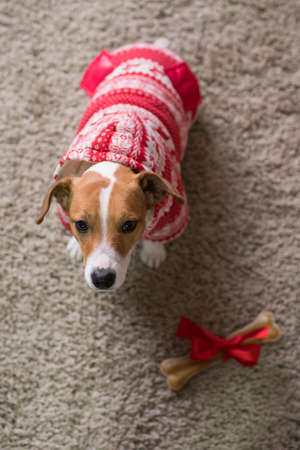 Dog breed Jack Russell under the Christmas tree in the room, Happy Christmas!の写真素材