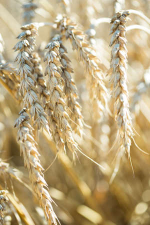 Wheat ears on the fieldの写真素材