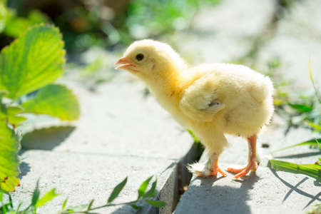 Little chicken in the grassの写真素材