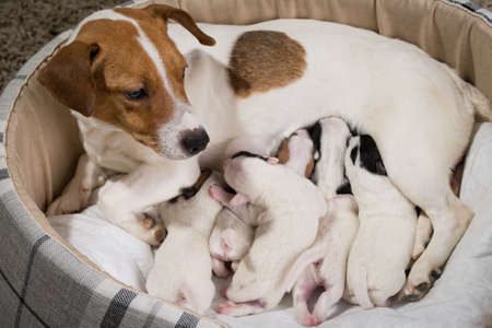 The dog feeds the puppies of the newborn breed Jack Russell Terrier, Age six daysの写真素材