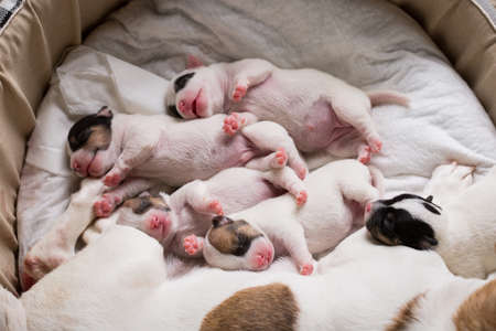 Brood newborn puppies breed jack russel terrier sleeping, Age six days