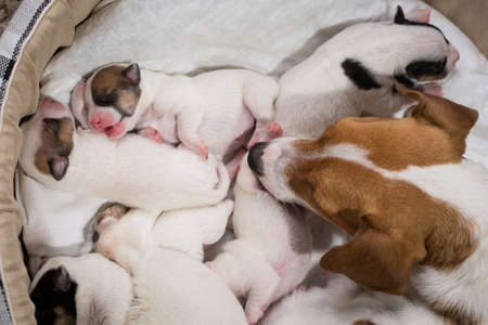 The dog feeds the puppies of the newborn breed Jack Russell Terrier, Age six daysの写真素材
