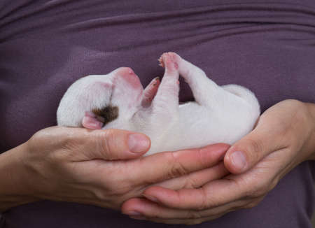 Newborn puppy of the Jack breed Russell Terrier on the hands of a womanの写真素材
