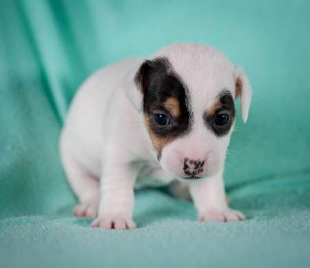 Jack Russell puppy four weeks old