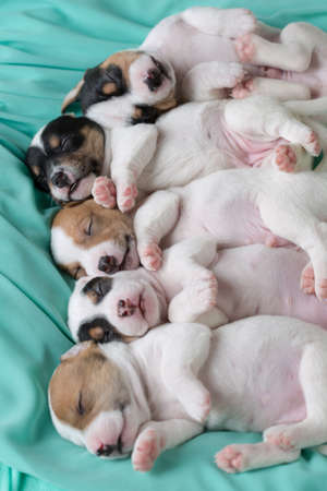 Jack Russell puppies four weeks oldの写真素材