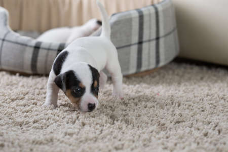 Jack Russell puppy four weeks oldの写真素材