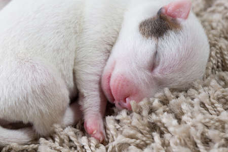 Brood newborn puppies breed jack russel terrier sleeping, Age six daysの写真素材