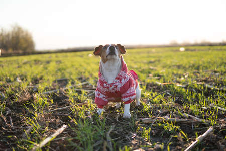 Jack Russell dog on a walk in a funny suitの写真素材