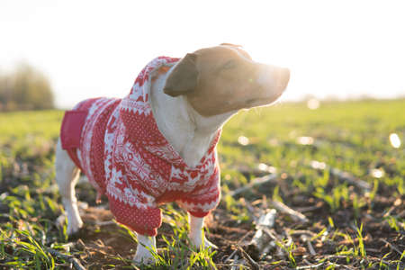Jack Russell dog on a walk in a funny suitの写真素材