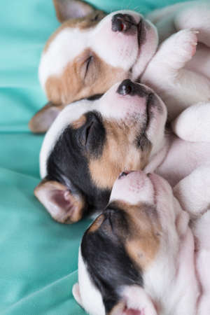Jack Russell puppies four weeks oldの写真素材