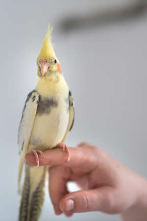 A man holds a hand-held parrot chicken on his hand, corella