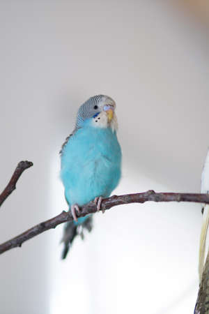 A wavy parrot is sitting on a branchの写真素材