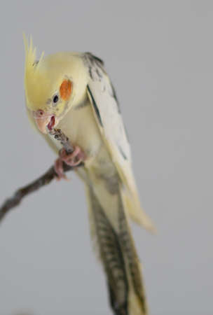 Young Parrot Corella on a branch in a roomの写真素材