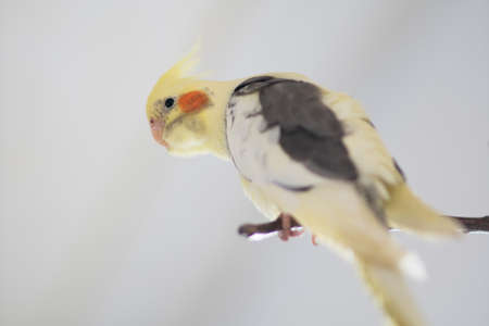 Young Parrot Corella on a branch in a roomの写真素材