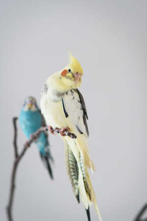 A wavy parrot and a parrot of the Corella breed are sitting on a branchの写真素材