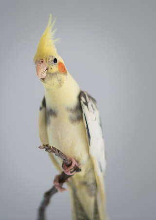 Young Parrot Corella on a branch in a roomの写真素材