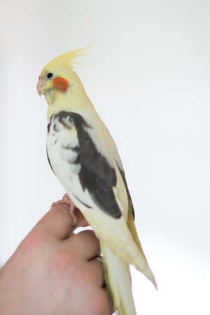 A man holds a hand-held parrot chicken on his hand, corellaの写真素材