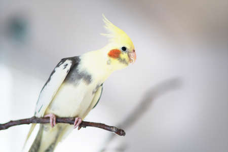 Young Parrot Corella on a branch in a roomの写真素材