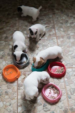 Jack Russell Terrier puppies first time eating complementary foodsの写真素材