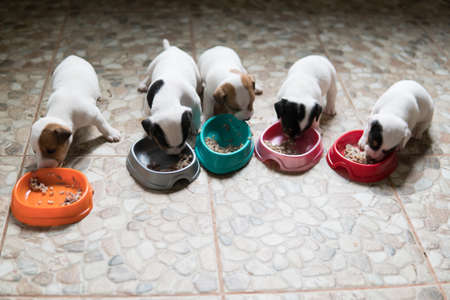 Jack Russell Terrier puppies first time eating complementary foodsの写真素材
