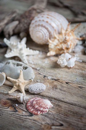 Beautiful composition of seashells and stones on a marine theme on old boards