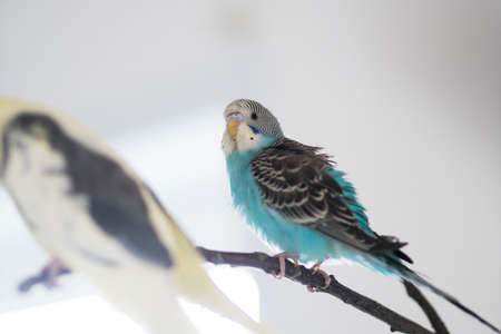A wavy parrot and a parrot of the Corella breed are sitting on a branchの写真素材